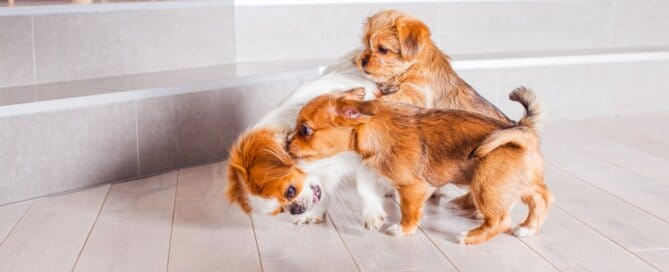 Best Flooring Options for Homes with Pets