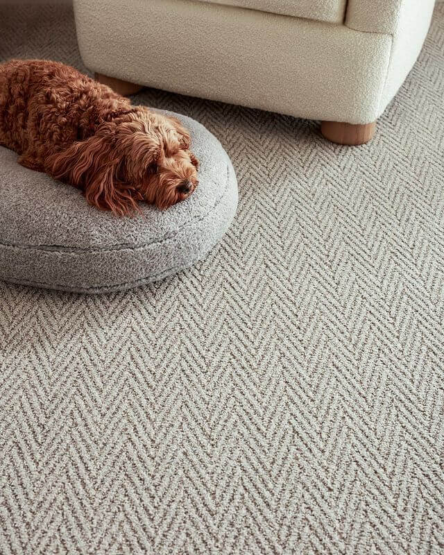 Professional Carpet Installation